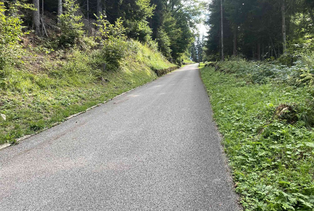 La salita tra il bosco del Monte Zoncolan